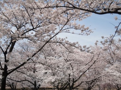 大阪城公園の桜