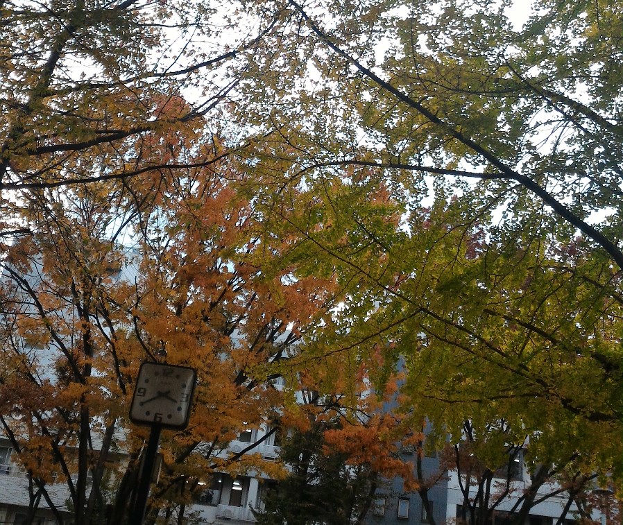 近くの公園でも紅葉が鮮やか